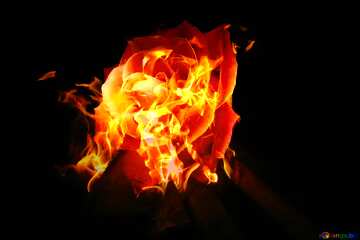 FX №146734 Fire Rose