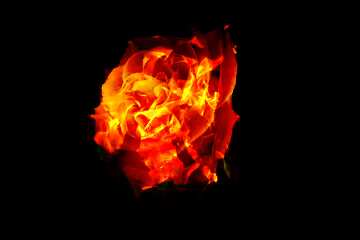 FX №146735 Fire Rose