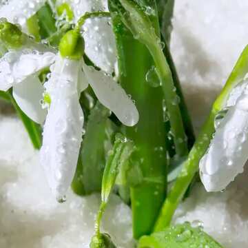 FX №163112 spring flower with drops