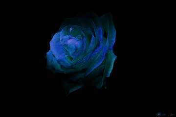 FX №17586 Cyan color. Fire Rose wallpaper for desktop.