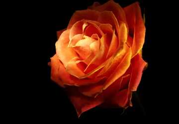 FX №17587 Desktop wallpaper rose