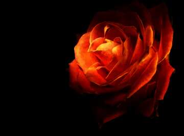 FX №17588 Wallpaper fire rose