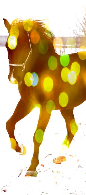 FX №176570 Horse winter banner