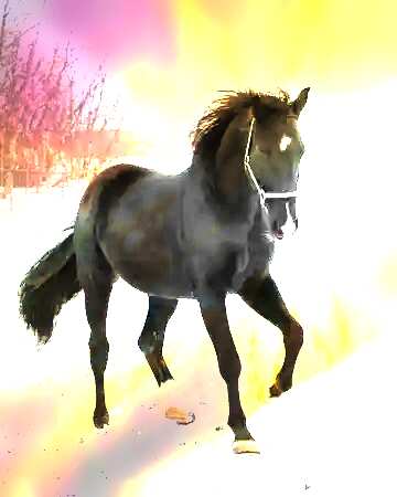 FX №176571 Horse winter sunset