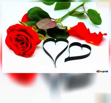 FX №177406 Two loving hearts and rose flower blank card template   