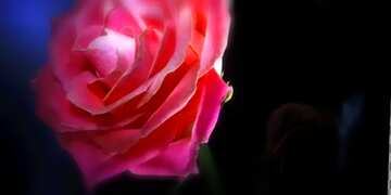 FX №178121 Rose flower Banner Background