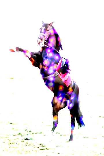 FX №179372 Colorful silhouette Horse standing on hind legs card background