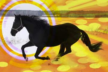 FX №179027  Horse card