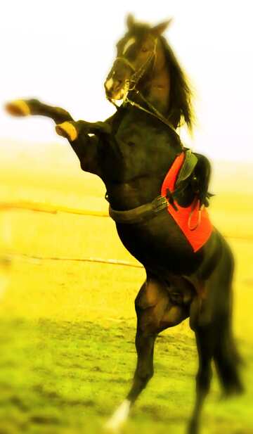FX №179368 Horse standing on hind legs