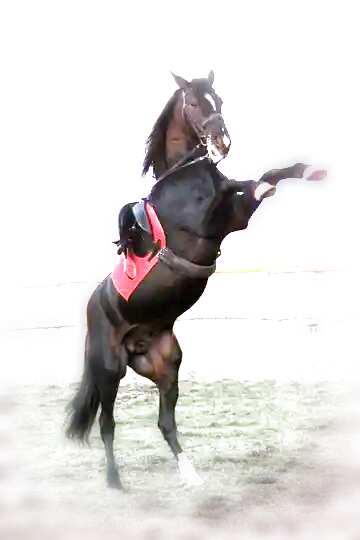 FX №179373 Light silhouette Horse standing on hind legs card background