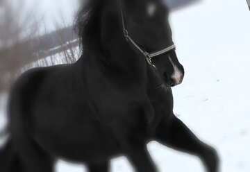 FX №18153 Cover. Horse in winter.