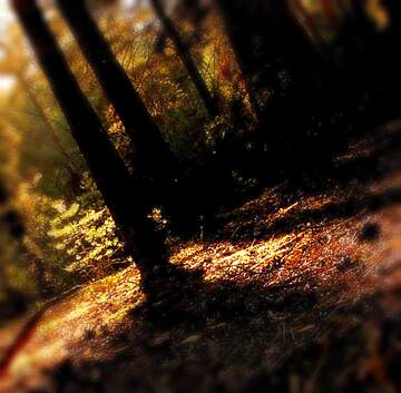 FX №18957 Image for profile picture Dawn in the woods.