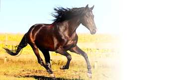 FX №181128  Horse card with white background