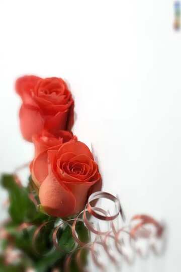 FX №181043 Holiday Rose card