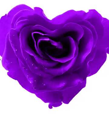 FX №182392 Rose blue heart