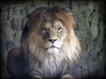FX №185035 lion dark frame