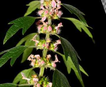 FX №19724 Cover. Motherwort.