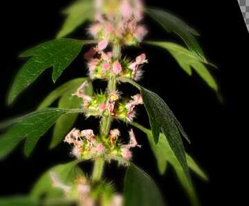 FX №19726 Cover. Motherwort.