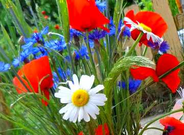 FX №19376 Cover. Summer flowers bouquet.