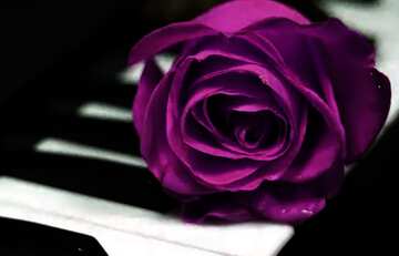 FX №200431 Rose flower music background