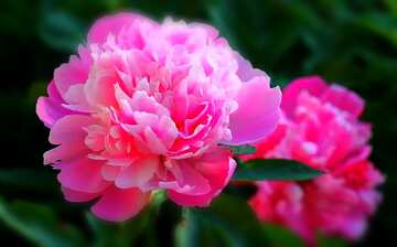 FX №202255 Peony flowers macro blurring