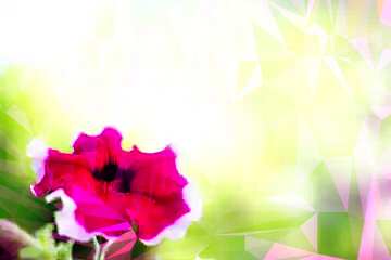 FX №204300 Beautiful flower background