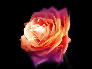 FX №207767 Rose flower  wallpaper light