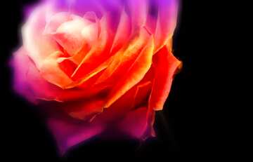 FX №207330 Fire Rose wallpaper for desktop blur frame