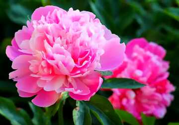 FX №208738 Peony flowers