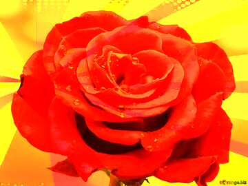 FX №209627 Rose flower in background rays colors retro style