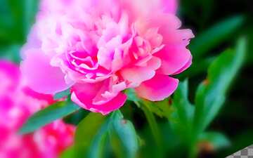 FX №209222 Flowers peonies blur frame card