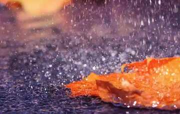 FX №210207 autumn leaf  Under the rain