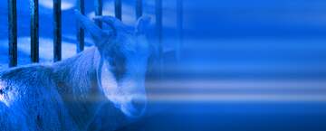 FX №210452 goat  blur left effect blue