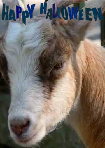 FX №210454 goat  happy halloween