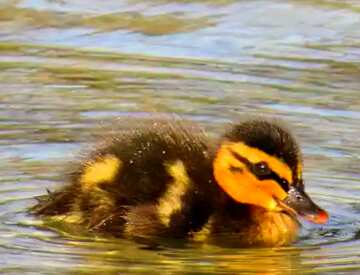 FX №217130 Duckling