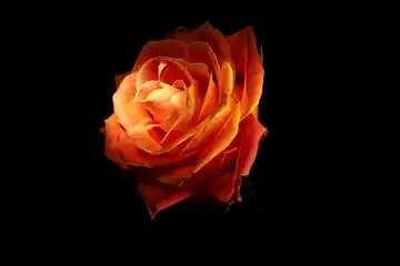 FX №218919 Fire Rose bokeh background