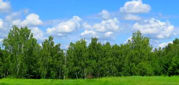 FX №219770 cover forest and sky