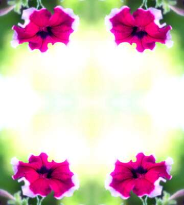 FX №222491 Beautiful background with flower frame