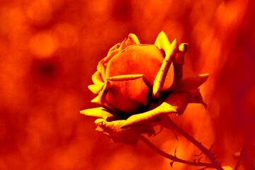 FX №222418 rose rouge