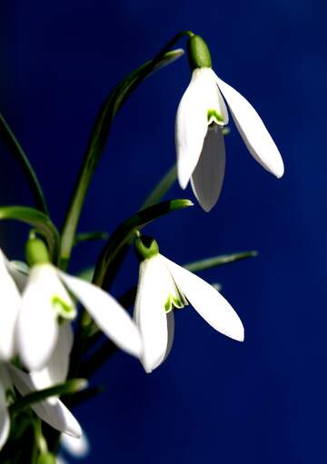 FX №230803 snowdrop Flowers on blue background