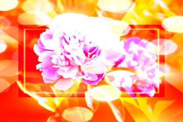 FX №261297 Bokeh Peony flowers background