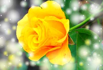 FX №264912 In the garden of life, a flower is a moment of beauty.