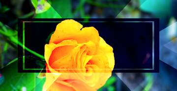 FX №264911 In the heart of a flower, there`s a piece of paradise.