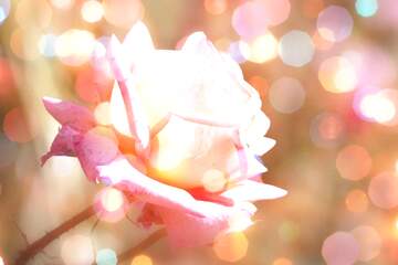 FX №266541 Bless Up: Greetings with Positive Vibes