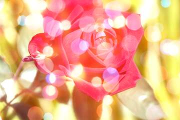 FX №266522 Floral Bliss: Wishing You Radiant Happiness