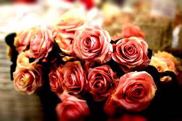 FX №266278 Floral Harmony: Roses Blossom in Love`s Greetings