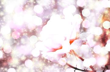 FX №266547 Love`s Radiance: Wishes in Floral Background