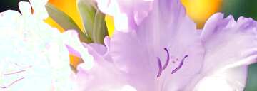 FX №34008 flowers for your birthday, congratulations