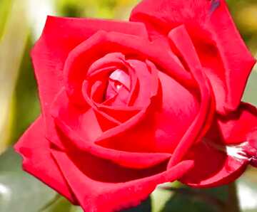 FX №4399 Image for profile picture Living Rose.