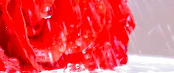 FX №47560 Обложка. Роза.